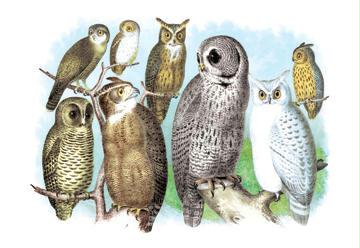 Buyenlarge 038365G24x36 A Hoot of Owls 24"x 36"Giclee Print On Standard Paper