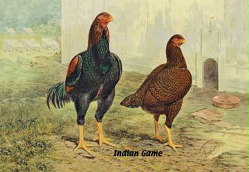 Indian Game Chickens 24x36 Giclee