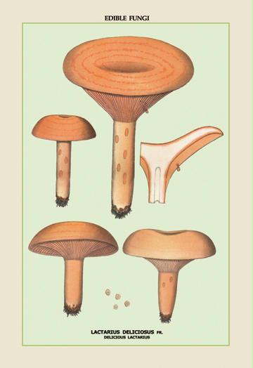 Edible Fungi: Delicious Lactarius 28x42 Giclee On Canvas