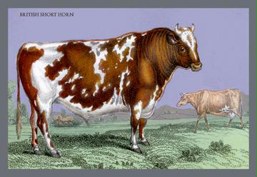 British Short Horn 28x42 Giclee On Canvas