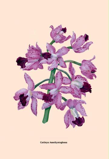 Orchid: Cattleya Amethystoglossa 12x18 Giclee On Canvas