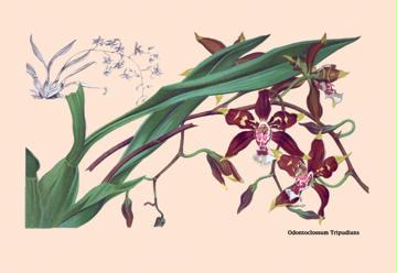 Orchid: Odontoglossum Tripudans 12x18 Giclee On Canvas