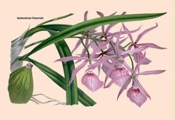 Orchid: Epidendrum Namorale 12x18 Giclee On Canvas