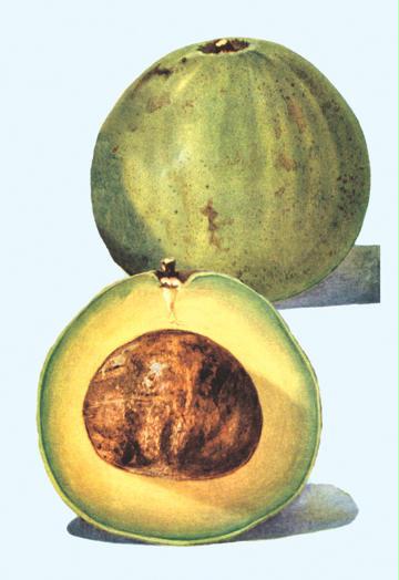 Buyenlarge 08634-3CG12 Avocado 12" x 18" Giclee Print On Canvas