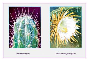 Stetsonia Coryne 12x18 Giclee On Canvas