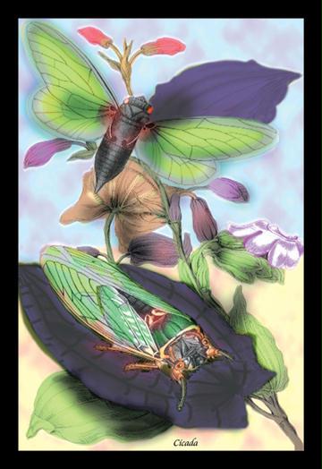 Cicada 12x18 Giclee On Canvas