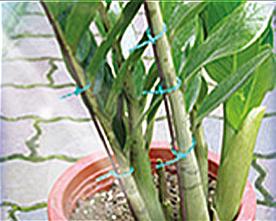 Plant Staking And Training Ties