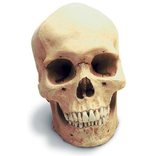 0200 Human Male Skull
