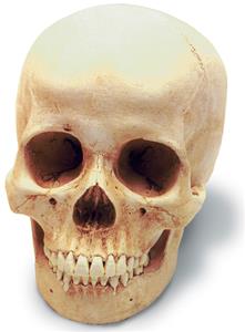 0201 Human Female Skull