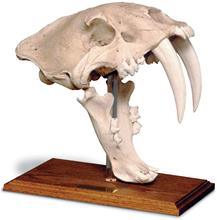 0204 Saber Tooth Cat Skull With Stand, Antique