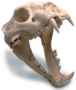 0205 African Lion Skull