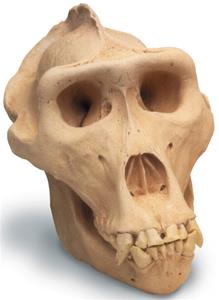 0206 Lowland Gorilla Skull