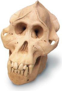 0209 Orangutan Skull