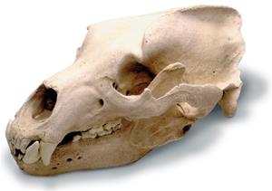 0210 Grizzly Bear Skull