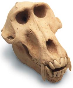 0211 Baboon Skull