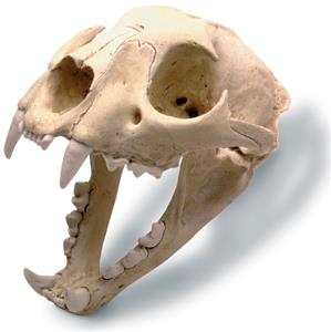 0212 Mountain Lion Skull With Stand