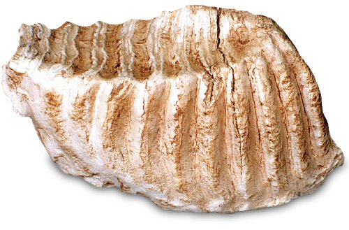 0214 Mammoth Tooth
