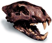 0227 American Lion Skull With Stand