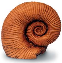0231 4 In. Ammonite