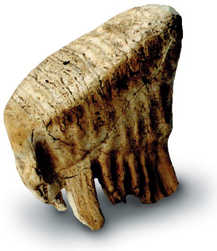 0237 Baby Mammoth Tooth