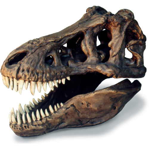 0239 Tyrannosaurus Skull Large