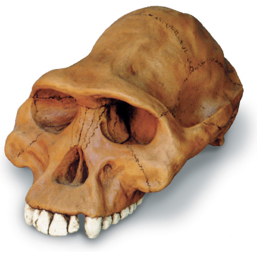 0245 Aust. Afarensis Cranium