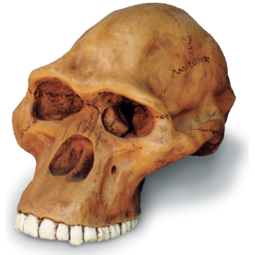 0246 Aust. Africanus Cranium