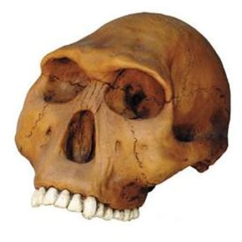 0247 Homo Habilis Cranium