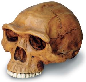 0248 Homo Erectus Cranium