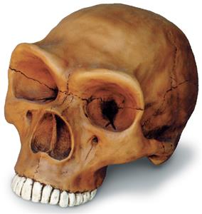 0249 Neandertal Cranium