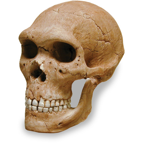 0269 Neandertal Skull