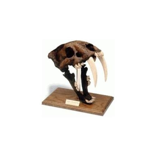 0304 Saber Tooth Cat Skull With Stand Tar Pit