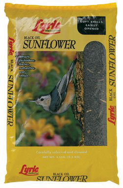 Grv2647421 Black Oil Sunflower