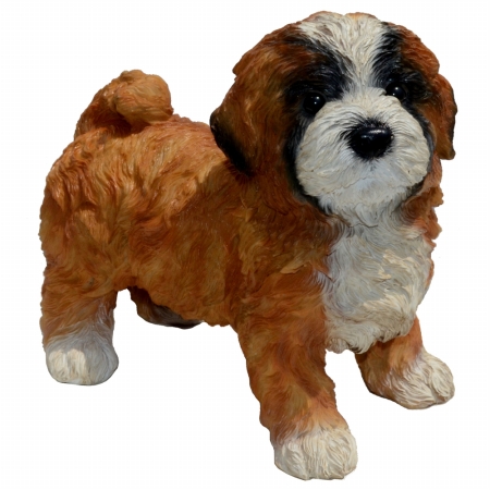 Dive-lhasa Apso Puppy Small