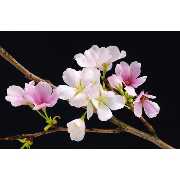 Dm627 Cherry Blossoms Wall Mural - 45 In.