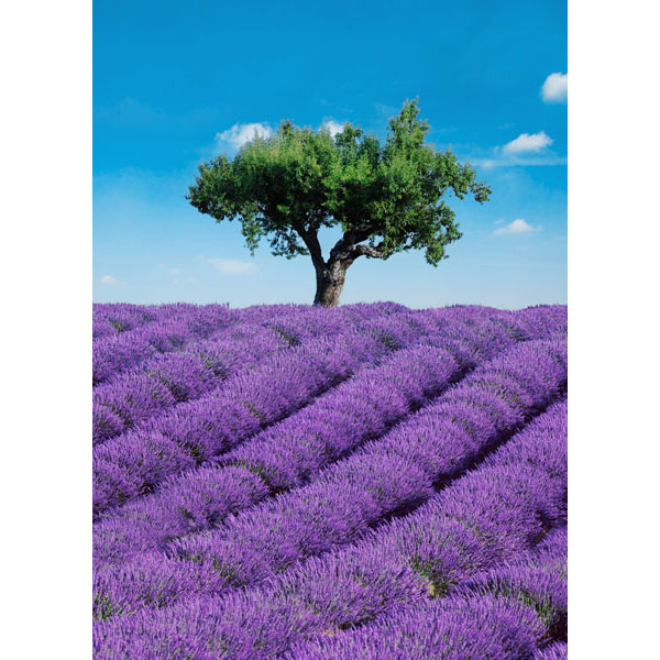 Dm309 Provence Wall Mural - 100 In.