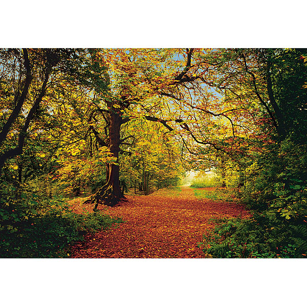 8-068 Autumn Forest Wall Mural - 106 In.