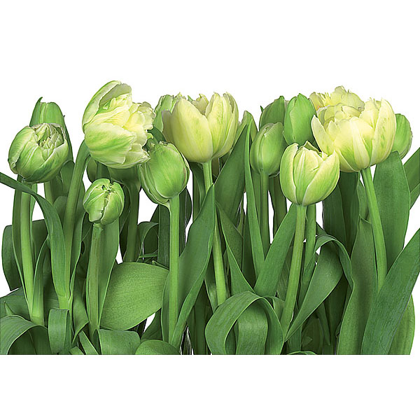 8-900 Tulips Wall Mural - 100 In.