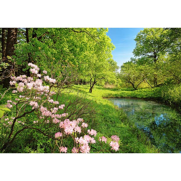 Dm136 Park In The Spring Wall Mural - 100 In.