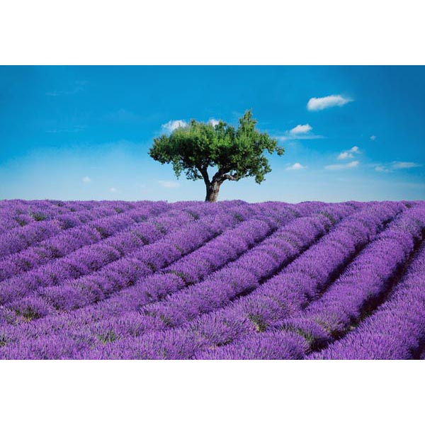 Dm144 Provence Wall Mural - 100 In.