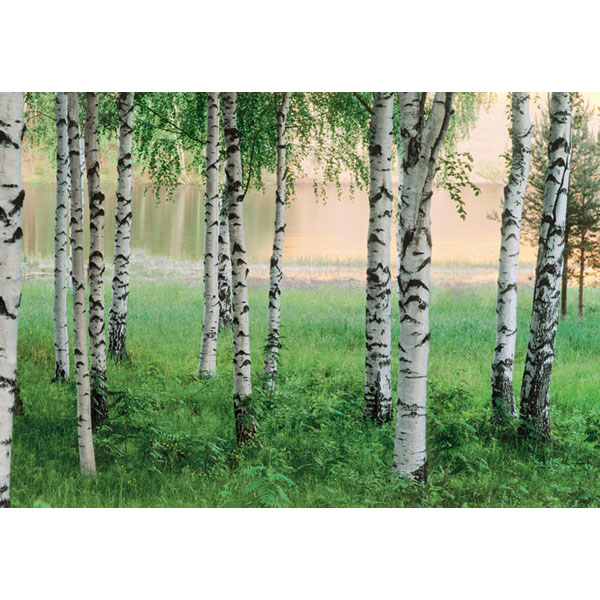 Dm290 Nordic Forest Wall Mural - 100 In.