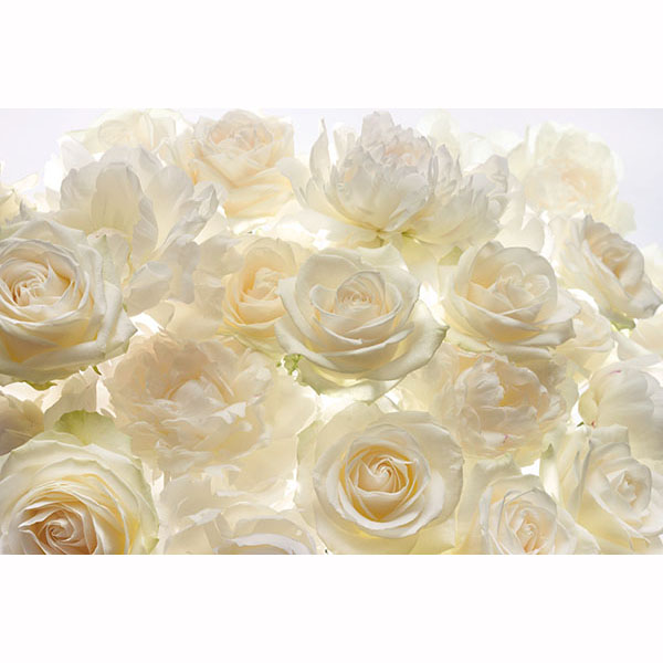 Xxl4-007 Ivory Rose Wall Mural - 145 In.
