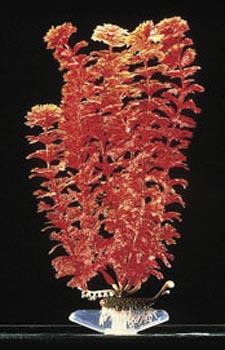 Penn Plax P18mr Red Neon Ambulia Plant - Medium