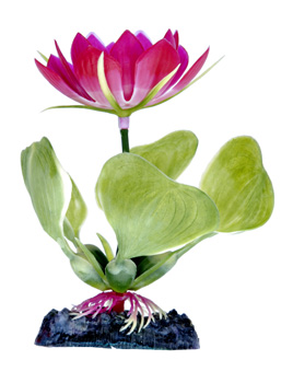 Sinker Plant White Water Hyacinth Bottom