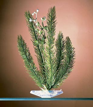 Penn Plax P8EL Club Moss Aquariums Decor Extra Large - Green