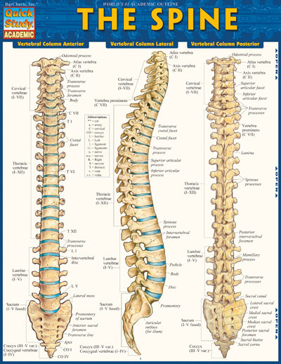 9781423220237 The Spine Quickstudy Easel