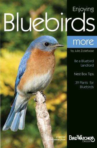 Bdbluebirds Enjoying Bluebirds More Books