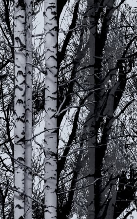 334-0028 Birch Forest Premium Window Film