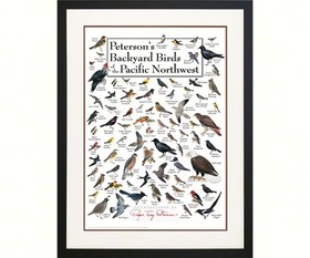 Lewersbbppt129 Petersons Backyard Birds Of Pacific Nw Poster