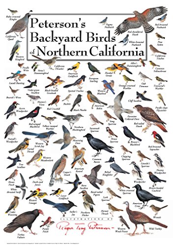 Lewersbncpt130 Petersons Backyard Birds Of Northern California Poster